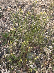 Draba nemorosa