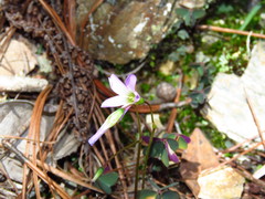 Ionoxalis