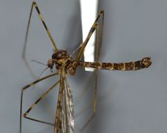 Austrolimnophila stewartiae