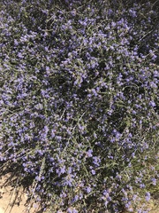 Ceanothus foliosus