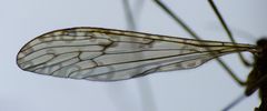 Austrolimnophila stewartiae