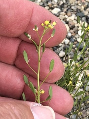 Draba nemorosa