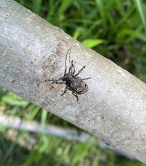 Mesosa curculionoides