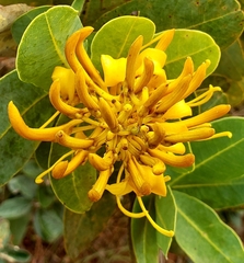 Vochysiaceae
