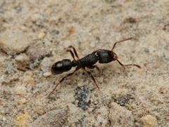 Rhytidoponera victoriae