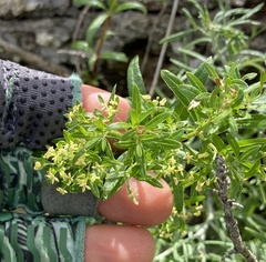 Galium catalinense acrispum