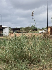 Phragmites australis
