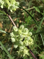 Asclepias stenophylla