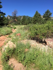 Asclepias stenophylla
