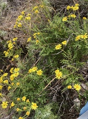 Senecio lyonii