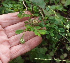 Synostemon albiflorus