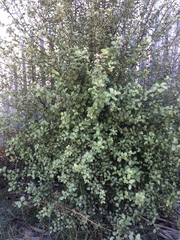 Pittosporum tenuifolium