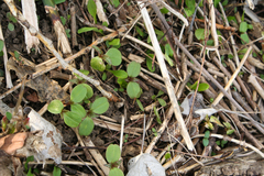 Impatiens glandulifera