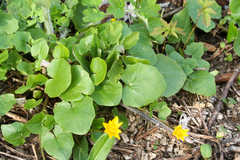 Ficaria verna