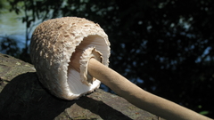 Macrolepiota prominens