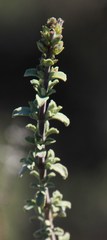 Salvia dentata