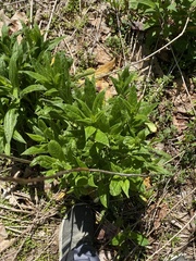 Hybanthus concolor
