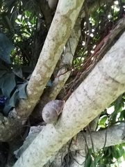 Cornu aspersum