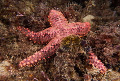Uniophora granifera