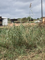 Phragmites australis