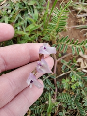 Astragalus crassicarpus