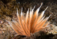 Sphaerokodisis australis