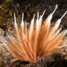 Sphaerokodisis australis - Photo (c) Marine Explorer (Dr John Turnbull), algunos derechos reservados (CC BY-NC-SA)