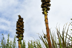 Puya glomerifera
