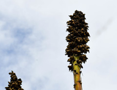 Puya glomerifera