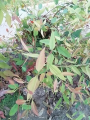 Magnoliopsida