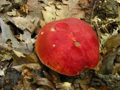 Boletus roodyi