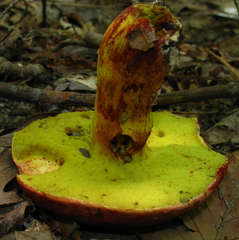 Boletus roodyi