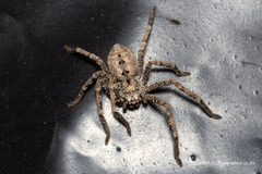 Parapalystes lycosinus