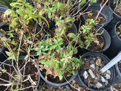 Koanophyllon solidaginoides