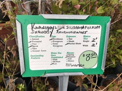 Koanophyllon solidaginoides