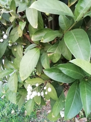 Magnoliopsida