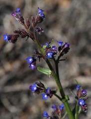 Anchusa capensis