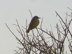 Pitangus sulphuratus