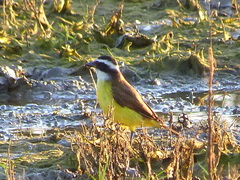 Pitangus sulphuratus