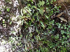 Notogrammitis ciliata