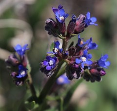 Anchusa capensis