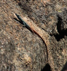 Platysaurus capensis