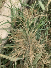 Phragmites australis