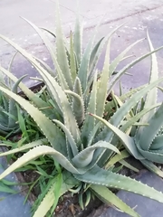 Aloe vera