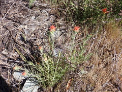 Castilleja applegatei pinetorum