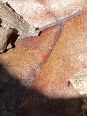 Trombidium auroraense