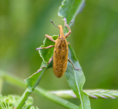Lixus concavus