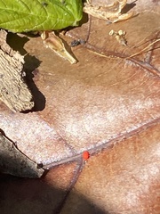 Trombidium auroraense