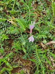 Astragalus crassicarpus