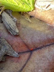 Trombidium auroraense